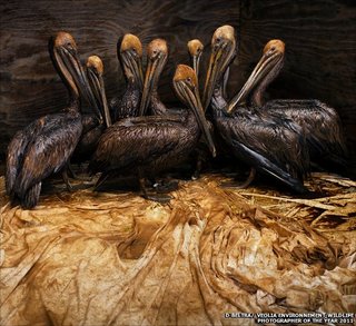 Illustration for article titled The year's best wildlife photos will break your heart